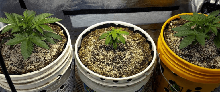 Plant