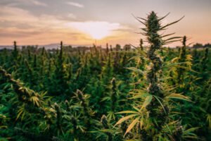 CBD Oil