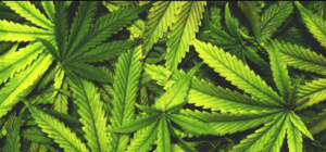 Cannabis