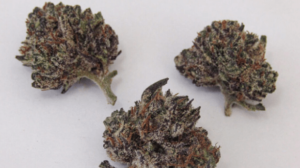 cannabis