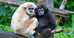 5120x1440p 329 gibbon images