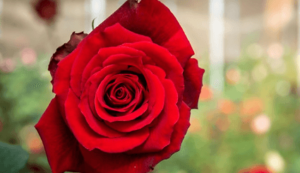 5120x1440p 329 roses