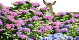 do deer eat hydrangeas