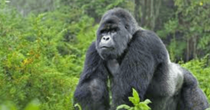 5120x1440p 329 gorilla