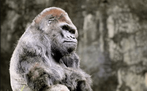 5120x1440p 329 gorilla backgrounds