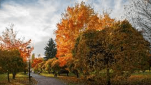 5120x1440p 329 autumn image