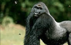 5120x1440p 329 gorilla wallpapers