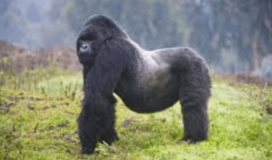 5120x1440p 329 gorilla image
