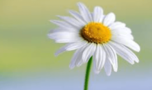 5120x1440p 329 daisies images
