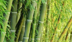 5120x1440p 329 bamboo image