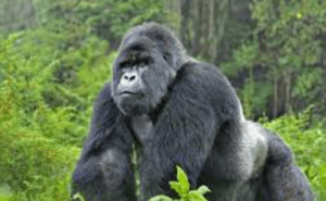 5120x1440p 329 gorilla images