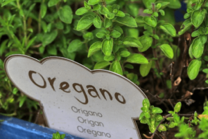 wellhealthorganic.com:health-benefits-and-side-effects-of-oil-of-oregano