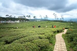 emerging opportunities exploration strategy